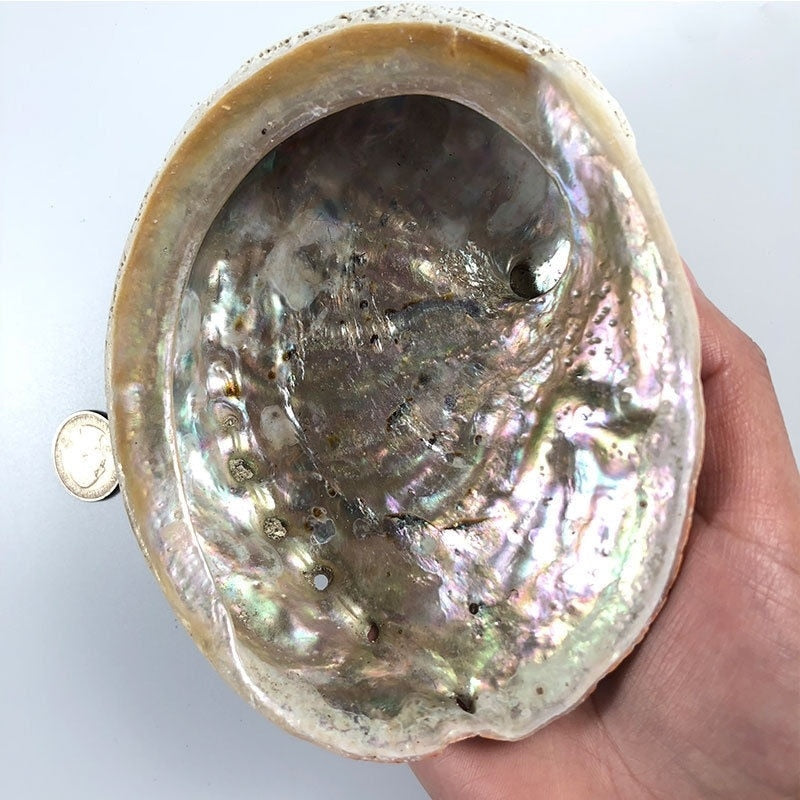 11-12CM Natural Abalone Shells